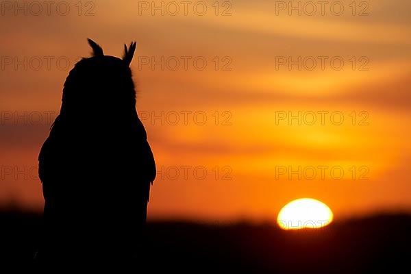 Eurasian eagle-owl