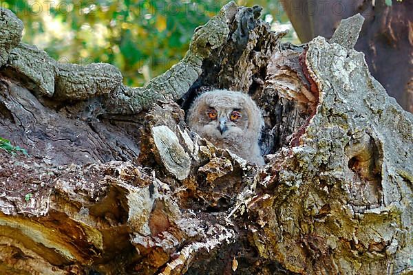 Eurasian Eagle-owl