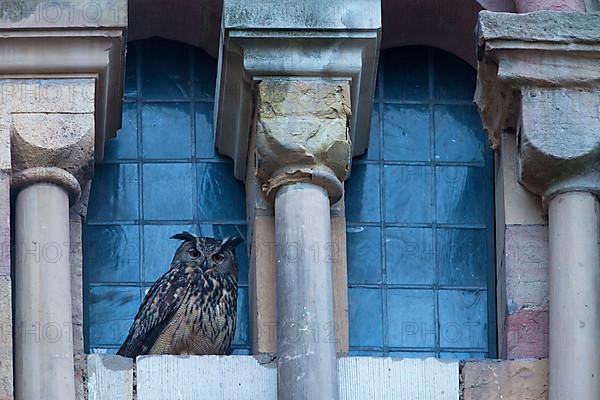 Eurasian eagle-owl