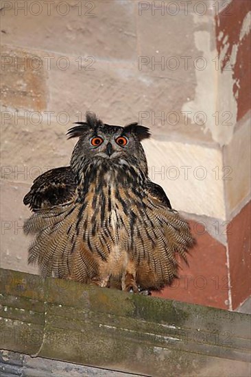 Eurasian eagle-owl