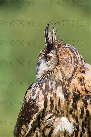 Eurasian eagle-owl