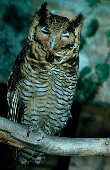 Frazer's fraser's eagle-owl