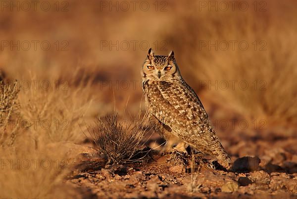 Pharaoh Eagle-owl