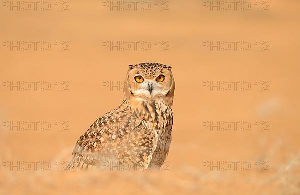 Pharaoh Eagle-owl