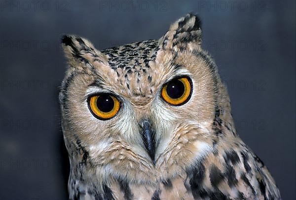 Bubo