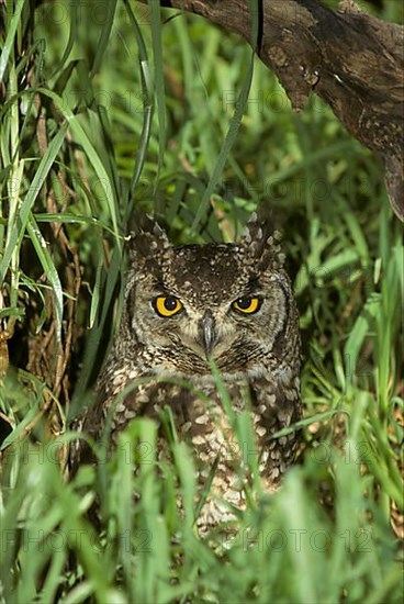 Spotted Eagle Owl