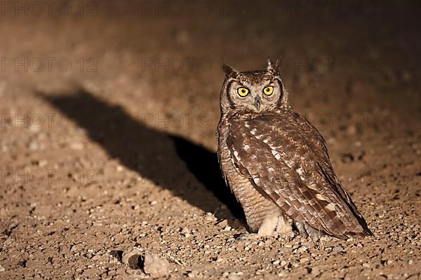 Spotted spotted eagle-owl
