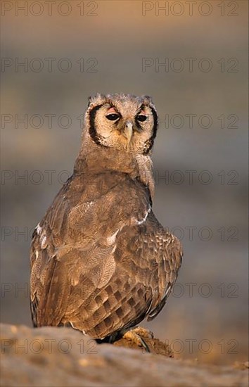 Verreaux's eagle-owls