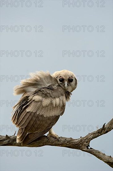 Verreaux's eagle-owls