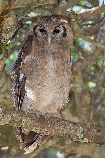 Verreaux's eagle-owls