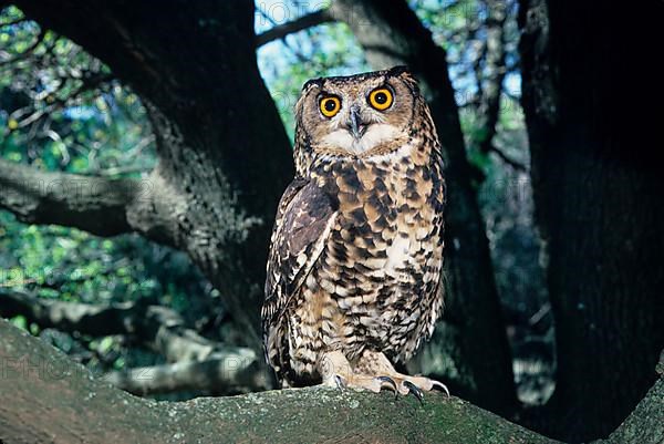 Cape eagle-owl