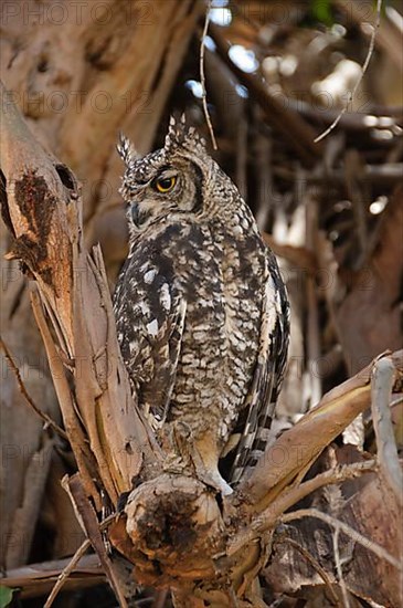 Cape Eagle Owl