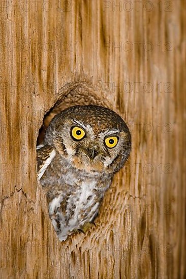 Elf Owl