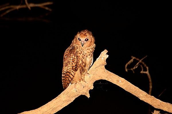 Pel's fishing owl