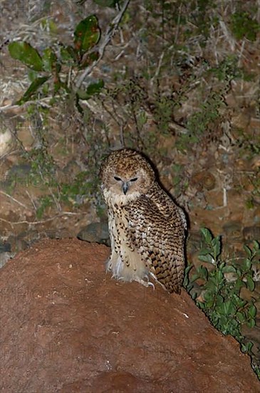 Pel's Fishing Owl