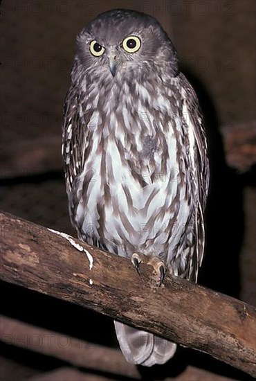 Barking Owl