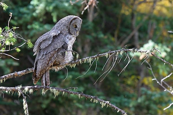 Great grey owls