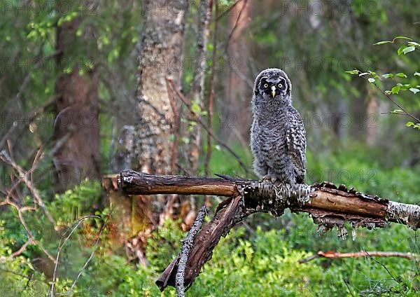 Great Grey Owl