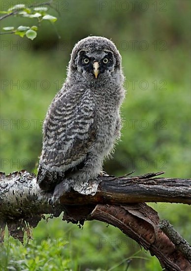 Great Grey Owl