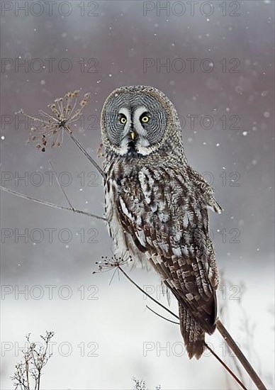 Great Grey Owl