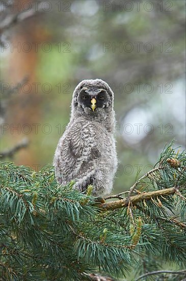 Great grey owls