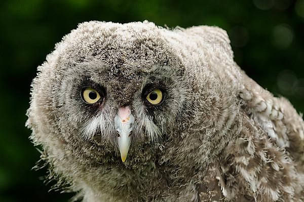 Great grey owls
