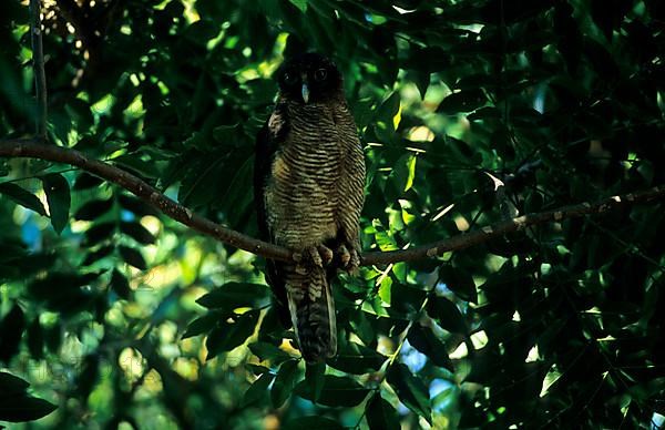 Bush Owl