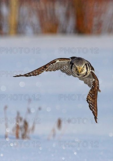 Northern Hawk Owl