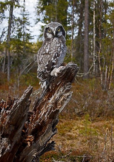 Northern Hawk Owl