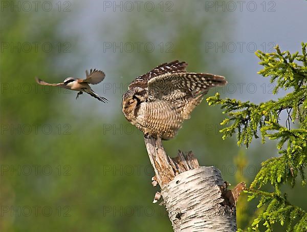 Adult northern hawk owl