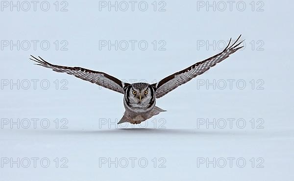 Northern Hawk Owl