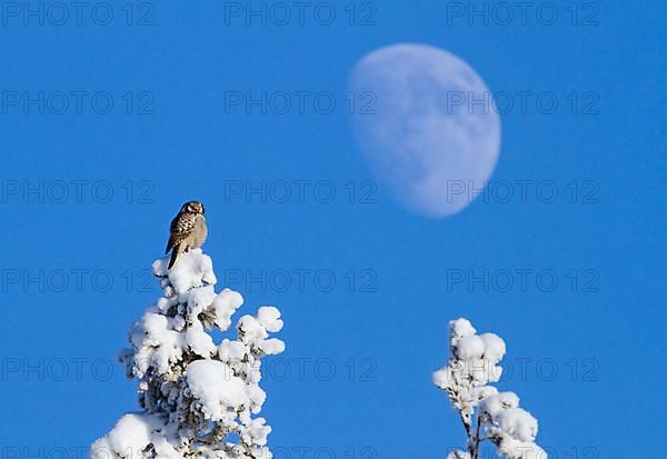 Northern Hawk Owl