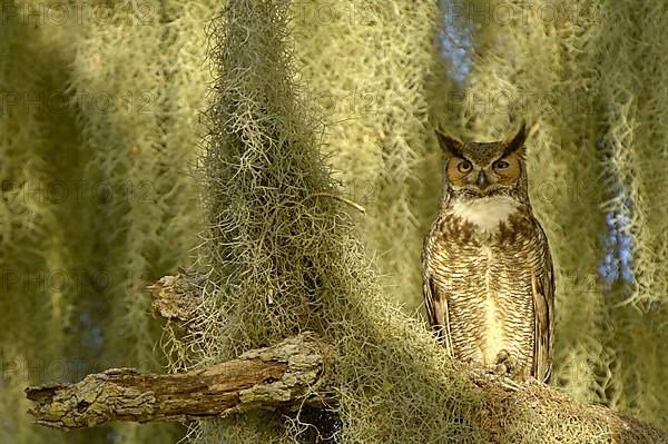 Great Horned Owl