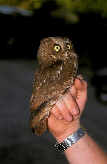 Mountain scops owl