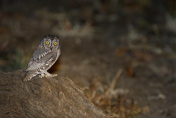 African Scops Owl