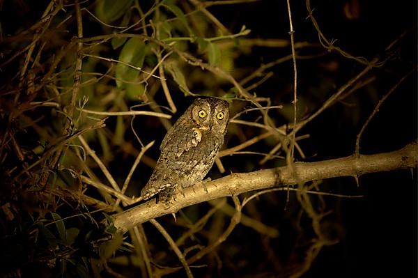 African Scops Owl