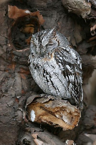 African scops owl