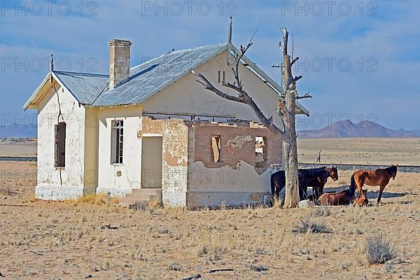 Wild horses at derelict Garub railway station building