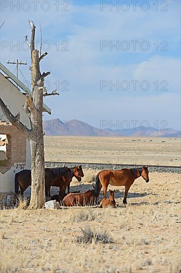 Wild horses at derelict Garub railway station building