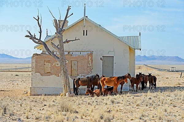 Wild horses at derelict Garub railway station building