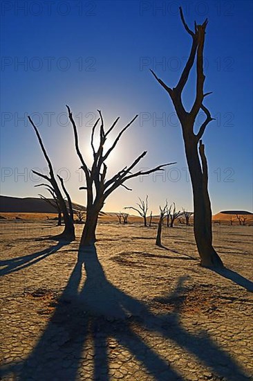 Camelthorn trees