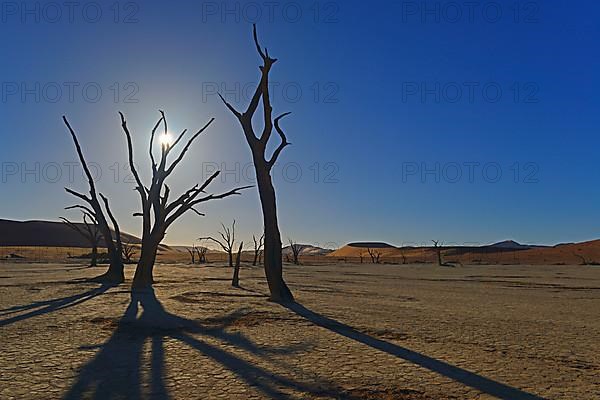 Camelthorn trees