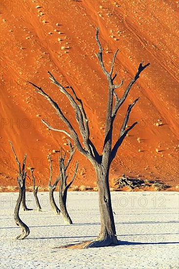 Camelthorn trees