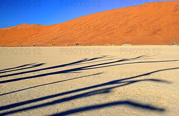 Shade of tree on clay soil