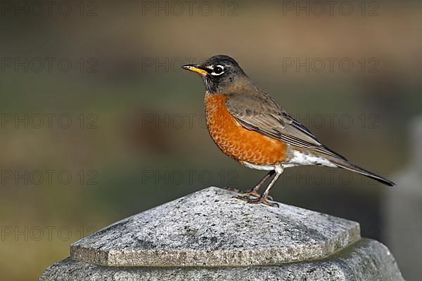 American american robin