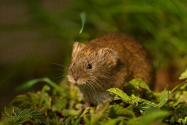 Field Vole