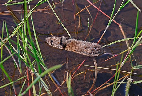 Field Vole