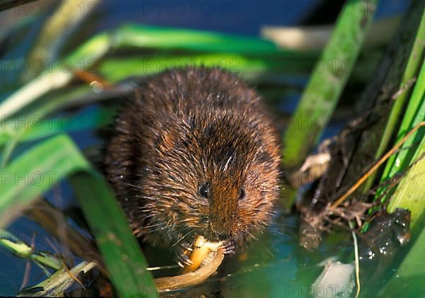 Eastern shrew