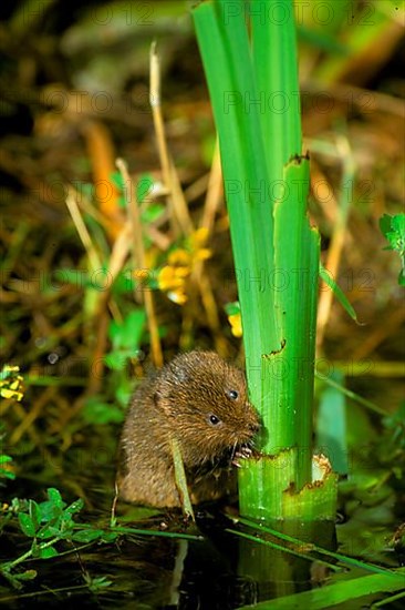 Eastern shrew