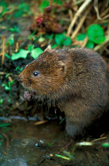 Eastern shrew